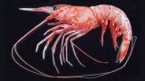 Pink Shrimp/Trachypenaeus Curvirostris