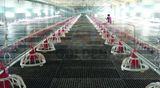 Broiler Poultry Farm House Design