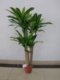 Artificial Plants and Flowers of Dracaena 117lvs (GU-BJ-754-117-9)