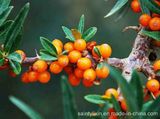 Sea Buckthorn Extract -- Sea Buckthorn Seed Oil