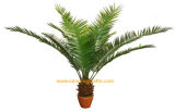 Artificial Palm Tree, Palm Tree, Silk Palm Trees (SRC-123)