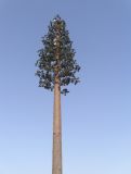 Camouflage Ficus Tree Telecommunication Tower