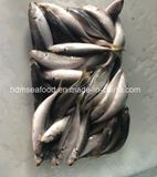 Fresh Frozen Horse Mackerel Fish