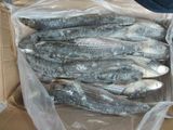 Best Sale Frozen Grey Mullet Factory