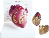 Human Heart Model-Mh07002