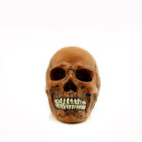 Online Games Made Skull/Theme/Show/Exhibition Display Human Skull 1: 1