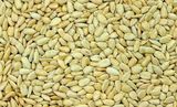 Sunflower Seed Kernels