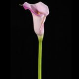 PU Calla Flower