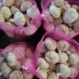Fresh White Garlic with Good Quality