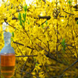 100% Natural Weeping Forsythia Oil