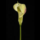 PU Calla Flower for Decoration
