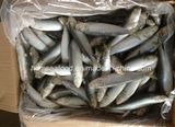 Whole Round Bqf Frozen Seafood Sardine Fish