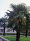 Rare Hardiest Palm (T. Fortunei Cv Tesan)