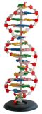 Medical and Teaching Model-DNA Model 1 Part