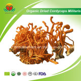 Manufacuture Supplier Organic Dried Cordyceps Militaris