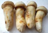 Matsutake