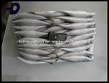 Supply Seafood Frozen Mackerel Fish (Scomber japonicus)