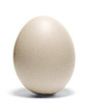 Fresh Chicken Egg - Pink Shell Egg