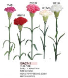 Carnation (ISA27-1)
