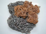 Dried Seaweed Eucheuma Cottonni-2