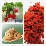 Free Sample Wolfberry Extract Goji Berry Extract