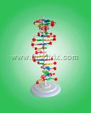 DNA Model (B0034)