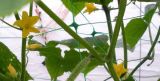 Plant Support Net / Pea&Bean Netting