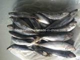 Japanese Jack Mackerel Fish for Sale (22cm+)