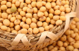 Nutrition China Healthy Dried Soybean