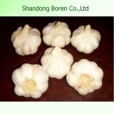 2015 Fresh White Garlic From Shandong