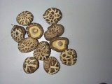 Flower Shiitake Mushroom