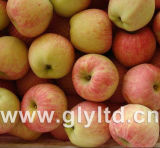 Good Quality for Exporting Fresh Red Star Apple