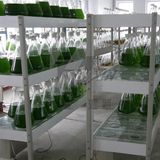 Algae Storage Rack (HXDJB50-42)