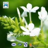 Chinese Herb Medicine Radix Plumbago Zeylanicae