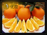 Fresh Citrus Orange Fruit