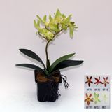 Artificial Potted Flower, Imitative Silk Orchid