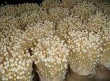 Enoki Mushroom Growing Chiller