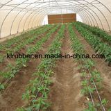 Dripping Irrigation Equipment for Agriculture Greenhouse