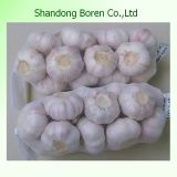 100%Nature Fresh Garlic From China