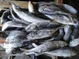 Horse Mackerel Fish