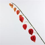 High-Grade PU Simulation Flowers Simulation Feel Small Anthurium Leaf Plant Leaves Home Furnishings Floral Wedding Props
