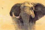 Hand Painted Indian Elephant Painting