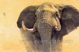 Hand Painted Indian Elephant Painting