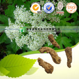 Natural Herbal Medicine Raw Material Radix Angelicae Pubescentis
