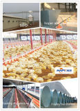 Prefabricated Poultry House and Full Set Poultry Matching Equipment