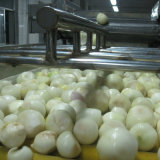 Chinese Frozen White Onion Slice, IQF Onion
