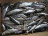 Frozen Horse Mackerel (6-8PCS/Kg)