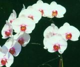 Phalaenopsis (Orchid) (24-002)