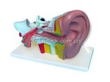 Ear Anatomy Model (0102003)