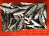 Small Specification W/R Frozen Sardine Fish